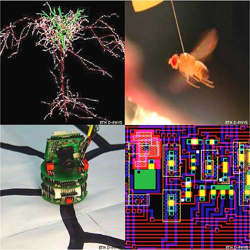 Das Verständnis der neuronalen Informationsverarbeitung erfordert Forschung in natürlichen wie künstlichen Systemen: Die genaue Struktur und Verknüpfung von Nervenzellen wird anatomisch erfasst und im Computer rekonstruiert (oben links). Diese Erkenntnisse dienen für die Konstruktion neuromorpher Schaltkreise (unten rechts). Auch die senso-motorischen Funktionen ganzer Organismen wie etwa Fliegen (oben rechts) sind Gegenstand der Neuroinformatik, welche beispielsweise die visuelle Sinnesleistungen von Tieren mit Robotern nachbilden will (unten links).